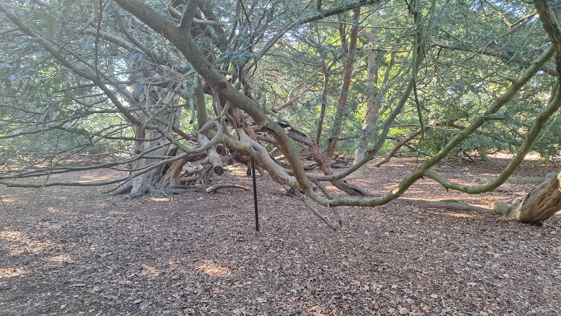 Yew Tree in Temple Gardens